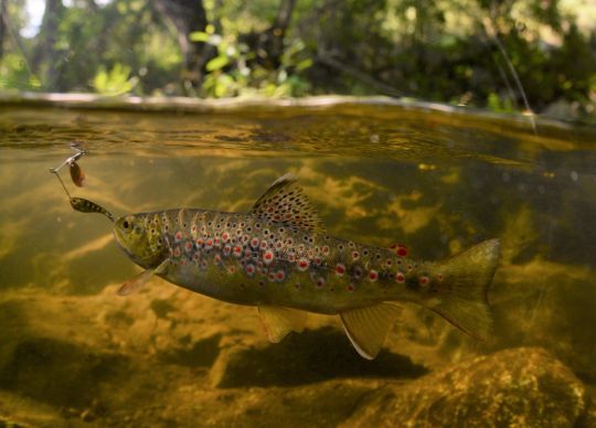 Le micro spinnerbait est un vrai tout-terrain