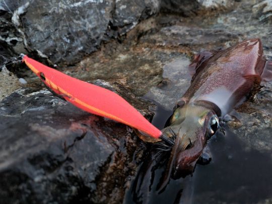 Comment pêcher les céphalopodes à la turlutte ? Quel type de turluttes  choisir ? - Leurre de la pêche