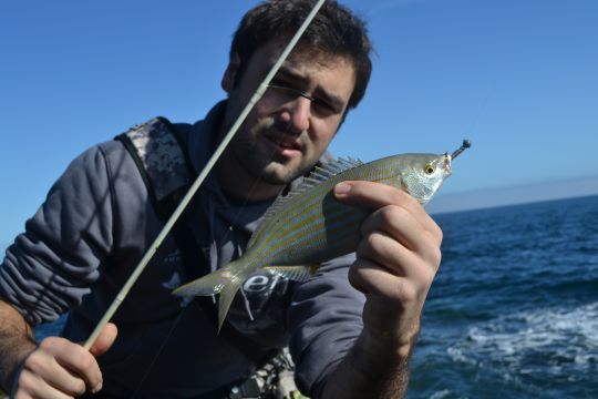 Les sparidés requiert un hameçon long et de petite taille