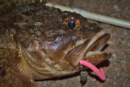 Une belle rascasse leurrée au fond dans la nuit