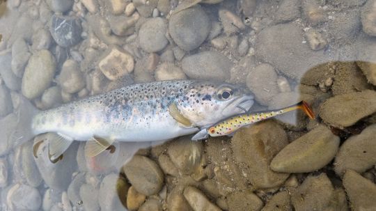 Un petit poisson qui a craqué pour mon leurre souple