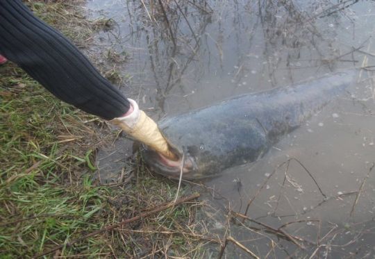 Pour certains poissons comme le silure, l'usage de l'épuisette est impossible.