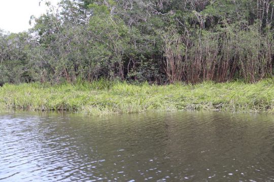 Bordure de lagune du rio Mataven, Colombie.