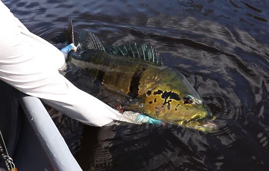 Peacock bass Tememsis du rio Mataven, Colombie.