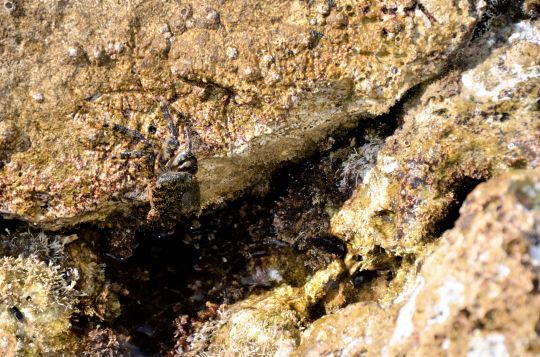Un crabe qui se faufile dans les rochers