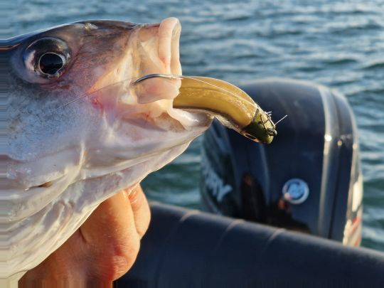 La pression de pêche est un facteur de stress important. dans ce contexte, un leurre animé en linéaire est souvent plus rassurant !