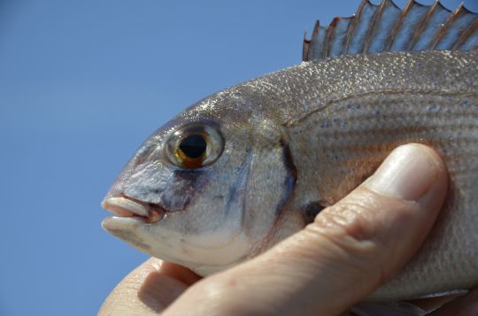 Un pageot acarné, poisson typique des fonds sablo-vaseux