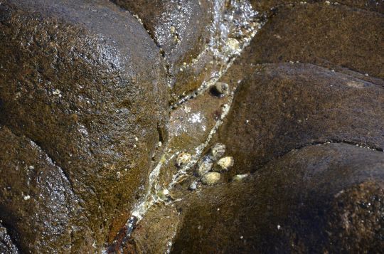 Un coquillage qui colle au rocher