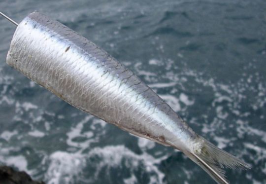 La sardine, un appât de premier choix 