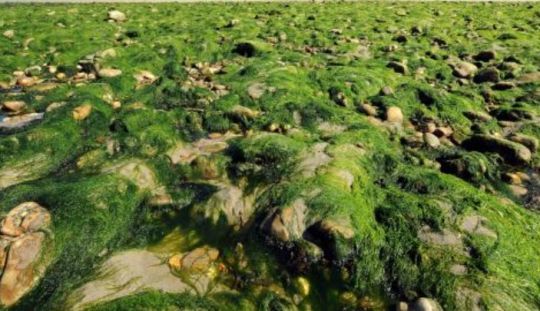 Les algues filamenteuses sont faciles à se procurer 