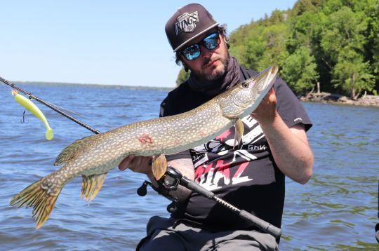 Le brochet est un poisson commun au Québec, qui peuple beaucoup de lacs et rivières.