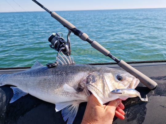 Un joli poisson leurré sur une zone calme à l'abri de la forte pression de pêche.