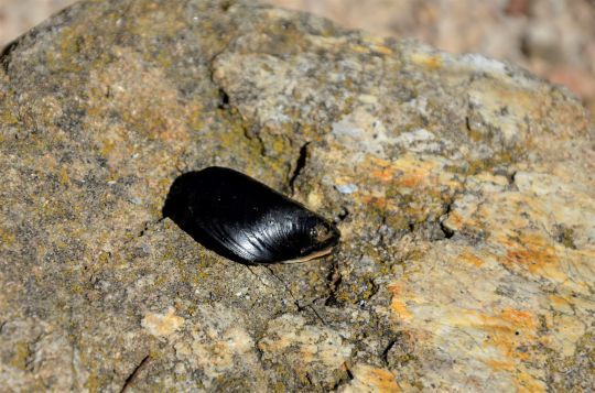 Utiliser une moule entière pour pêcher