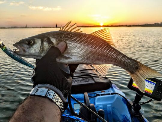 Réaliser de belles photos de poisson