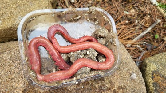 Conserver la super cordelle à température ambiante