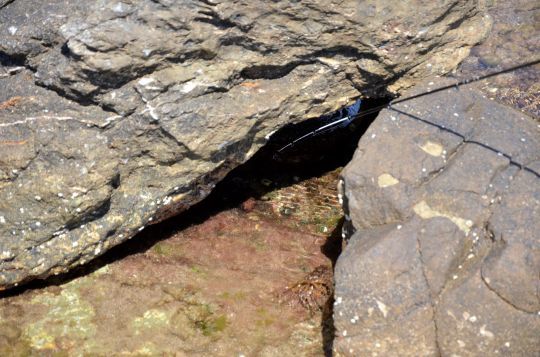 Une cache potentielle à gobie