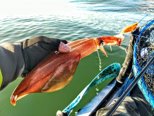 Un joli calamar pris en kayak