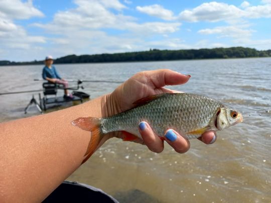 La pêche des poissons blancs au coup