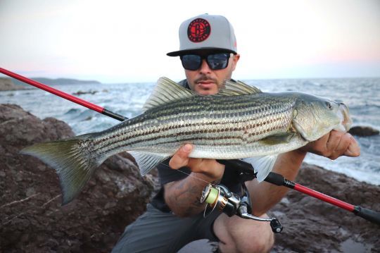 Le bar rayé, un poisson facile de pêcher depuis le bord.