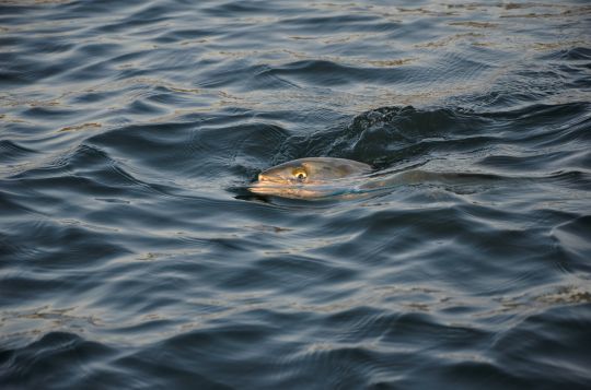 Le tassergal, un poisson pas facile à leurrer