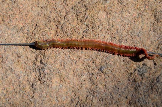 Castagnole Poisson en Méditerranée et en Provence