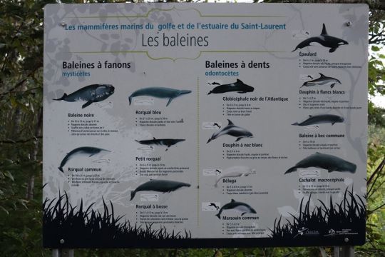 Un grand nombre d'espèces de baleines sont visibles en Gaspésie.