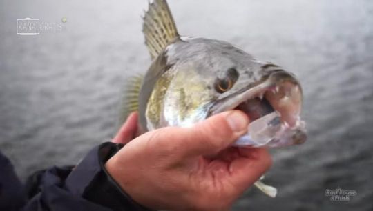 Les black minnows sont bien rangés. Le coloris Electric blue fonctionne bien !