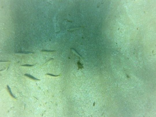 Le rombou, un poisson plat qui se cache dans le sable (à droite)