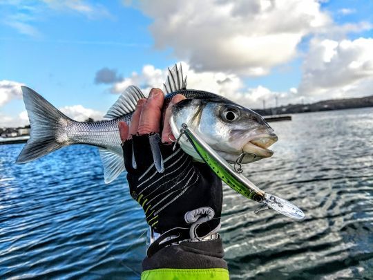 Des poissons à peine maillés