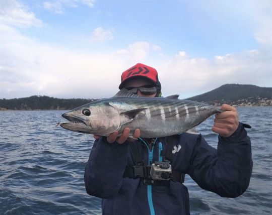 Le vent change le comportement des poissons