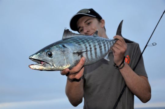 Pêcher la pélamide dans le Var