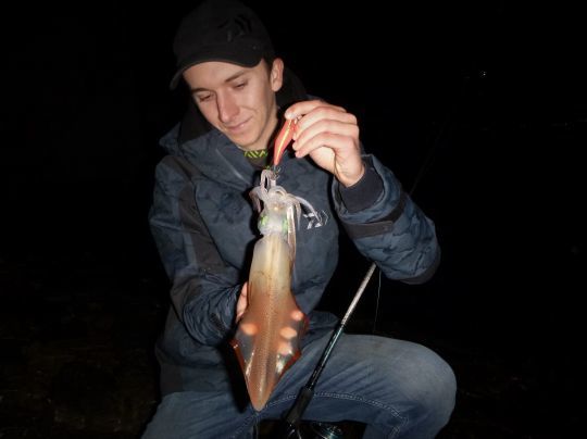 De nombreux calamars en hiver