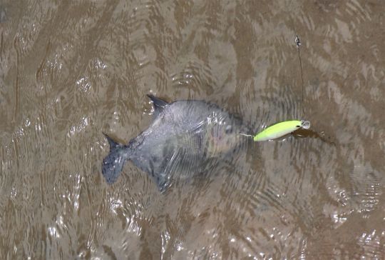 Les piranhas et les payaras fréquentent les mêmes endroits.