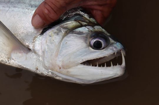 Les dents du payara sont impressionnantes !