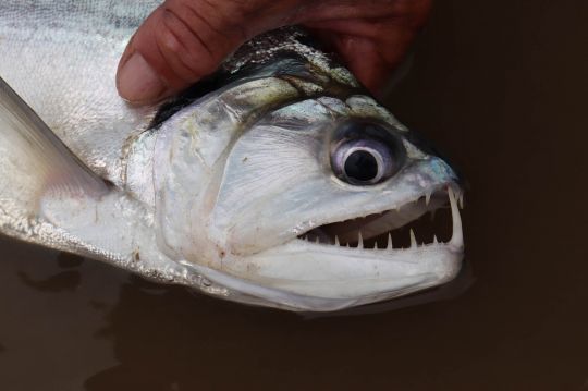 Le payara est un poisson intéressant à pêcher.