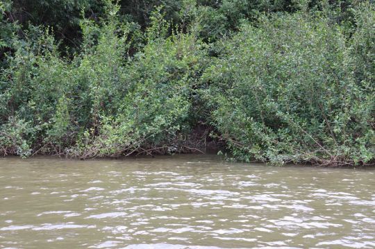 Sortie d'une lagune sur le rio Tomo.