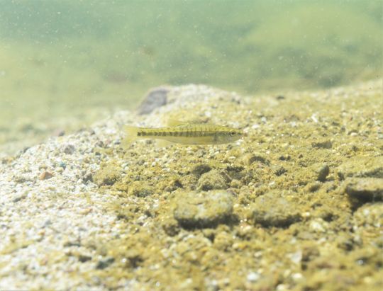 Le vairon est l'une des proies favorites des salmonidés