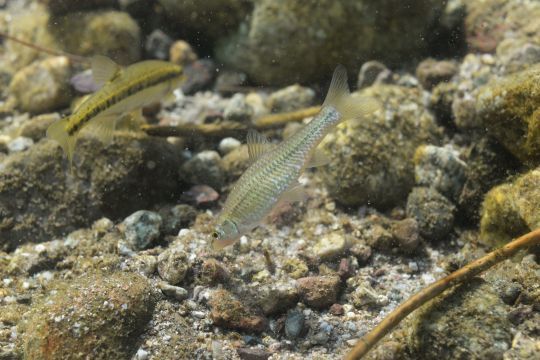 Le pseudorasboras est une espèce invasive très prisé des truites