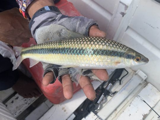 Striped Leporinus.