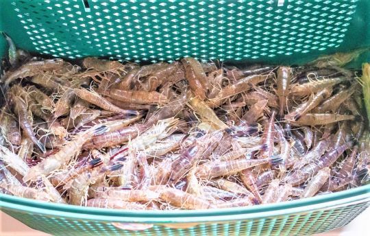 Pêche à la crevette : conseils et techniques d'eschage 