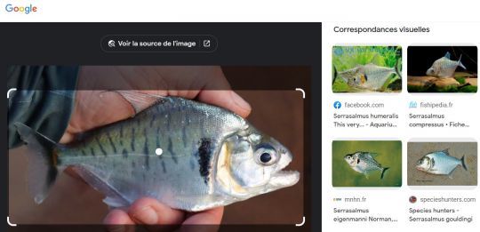 En 3 clics j'ai trouvé le nom de ce piranha !