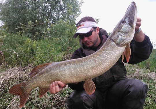 Ce brochet avait été capturé en bordure de Loire.