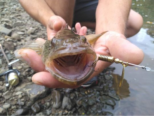 Poisson dormeur pris à la cuillère