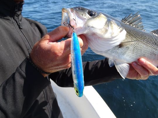 Pour pêcher en surface misez sur des stickbaits de 13 à 15cm pour que les bars n'hésitent pas à monter même dans 15 mètres d'eau.