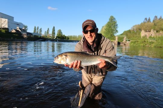 Les aloses sont de superbes poissons à traquer à la mouche