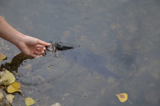 Un leurre redoutable sur le black-bass