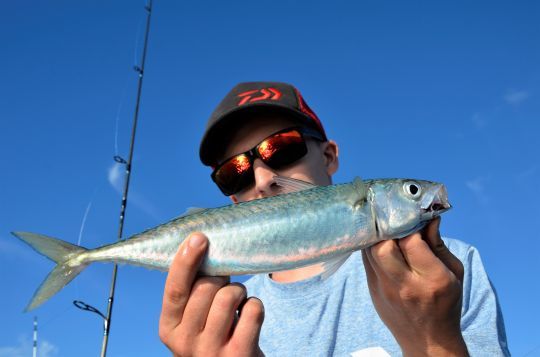 Des spots pour les poissons pélagiques