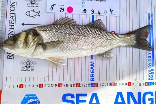 La taille légale du bar est de 42 cm en loisir et 40 cm en pêche professionnelle