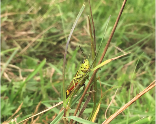 Les criquets abondent dans les herbes hautes. Il est temps de sortir leur imitation!