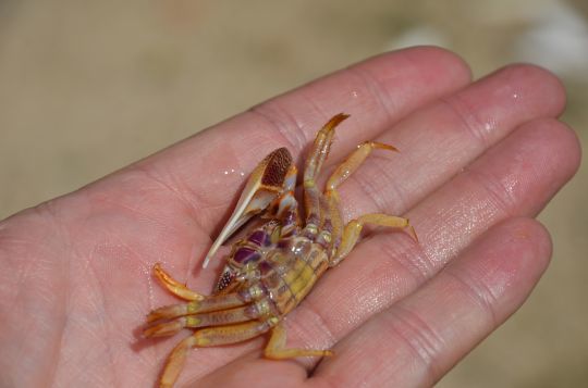 Un Beau Crabe Flèche Tropicale Au Honduras Repose Dans Le Tube D'une éponge  Violette Pour éviter Les Prédateurs